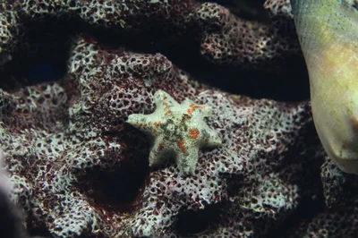 Gänsefuss-Seestern - Aquilonastra sp. - starfish