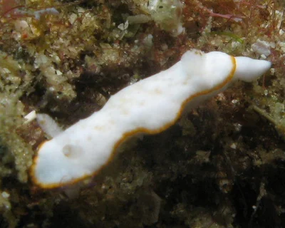 Verconia sudanica - Sodwana Reef
