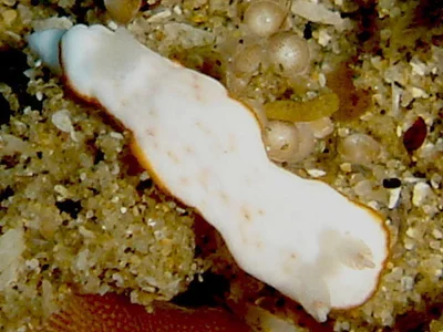 Verconia sudanica - Sodwana Reef