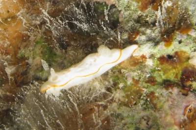 Verconia sudanica - marsa shagra, egypt