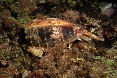 Conus geographus