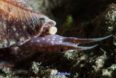 Conus geographus