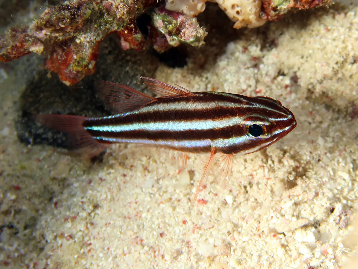 Cook’s Cardinalfish