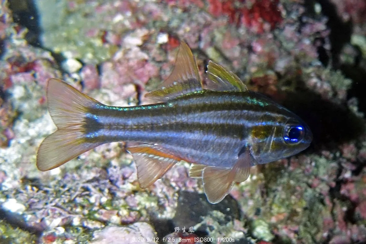 Ostorhinchus cookii 新北龍洞四號