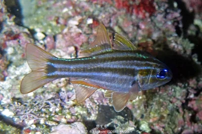 Ostorhinchus cookii 新北龍洞四號