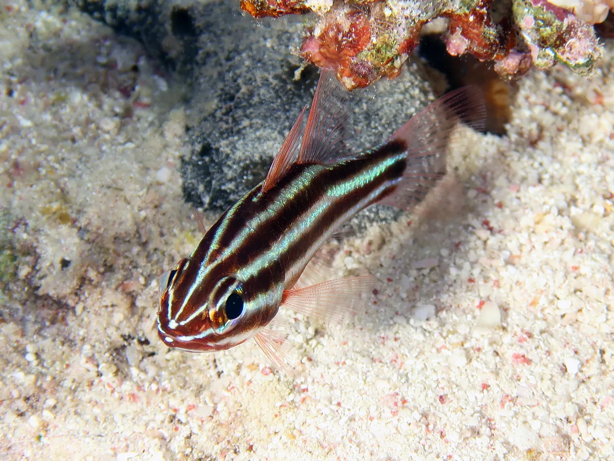 Apogonidae_Ostorhinchus_cookii_IMG_9035_2018_08_10_Dangerous_Reef_Night
