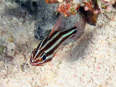 Apogonidae_Ostorhinchus_cookii_IMG_9035_2018_08_10_Dangerous_Reef_Night