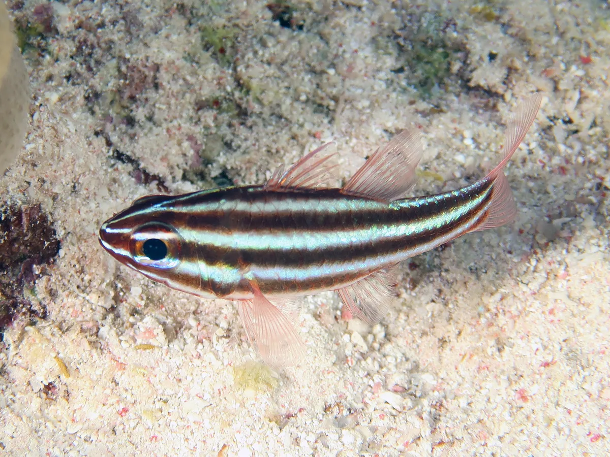 Apogonidae_Ostorhinchus_cookii_IMG_9037_2018_08_10_Dangerous_Reef_Night