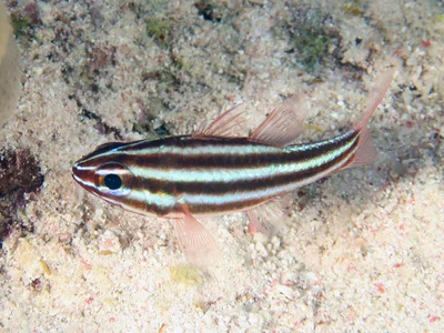 Apogonidae_Ostorhinchus_cookii_IMG_9037_2018_08_10_Dangerous_Reef_Night