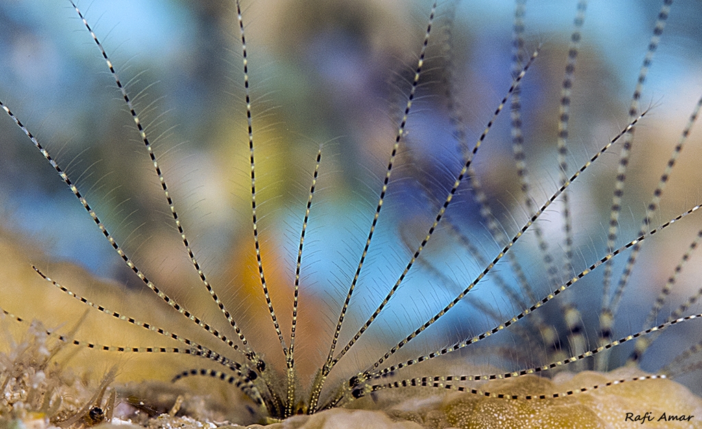 Coral Barnacle - Nobia grandis