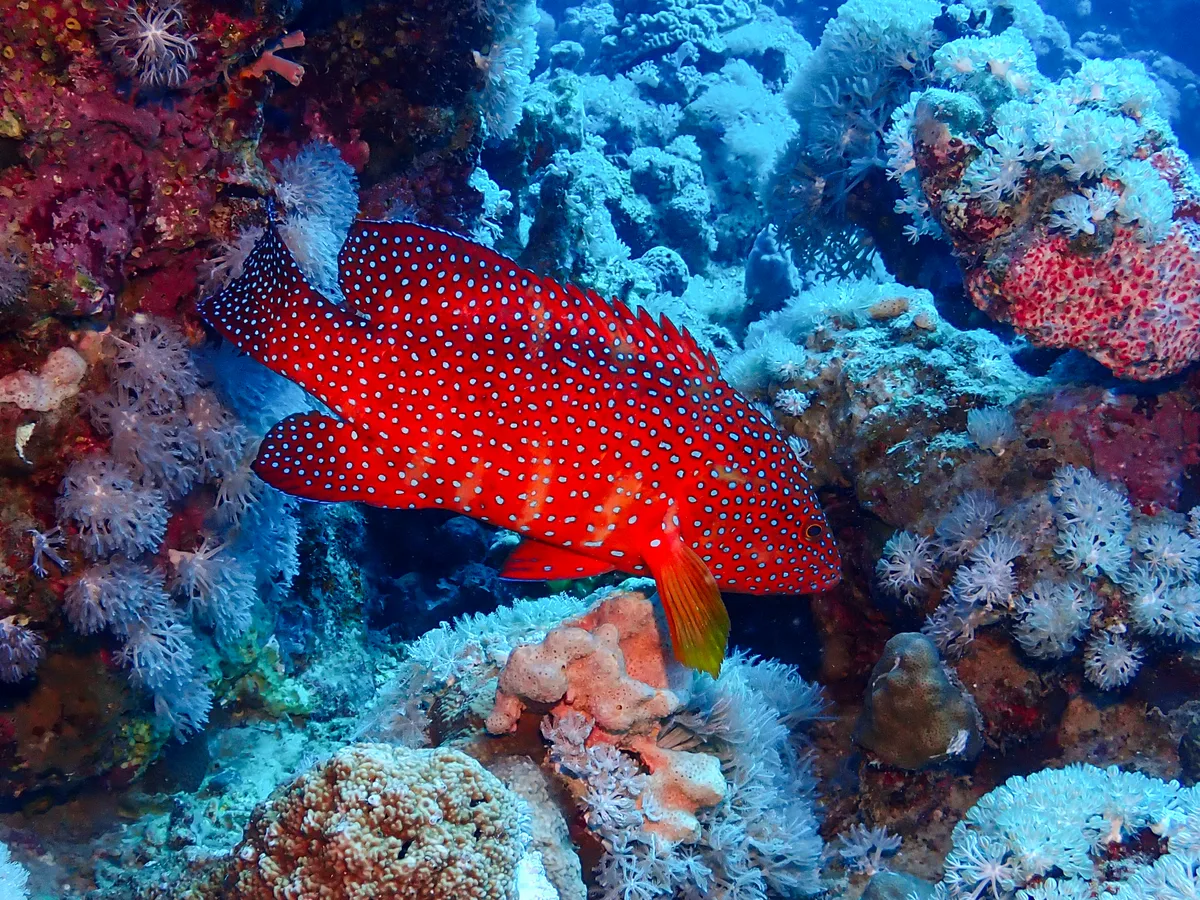 Coral Grouper