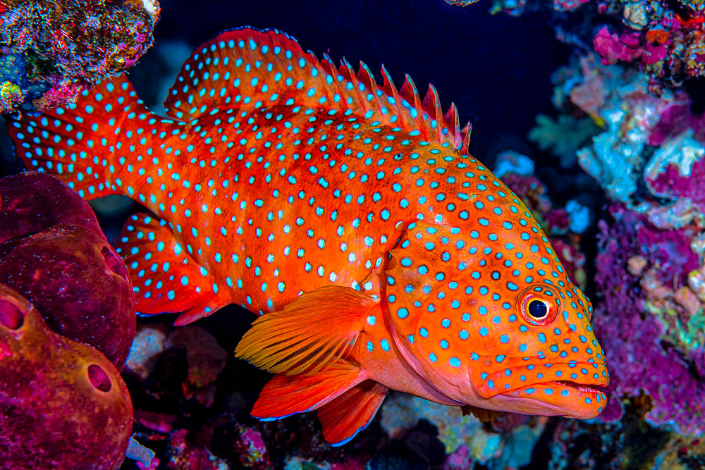 Coral grouper - Cephalopholis miniata