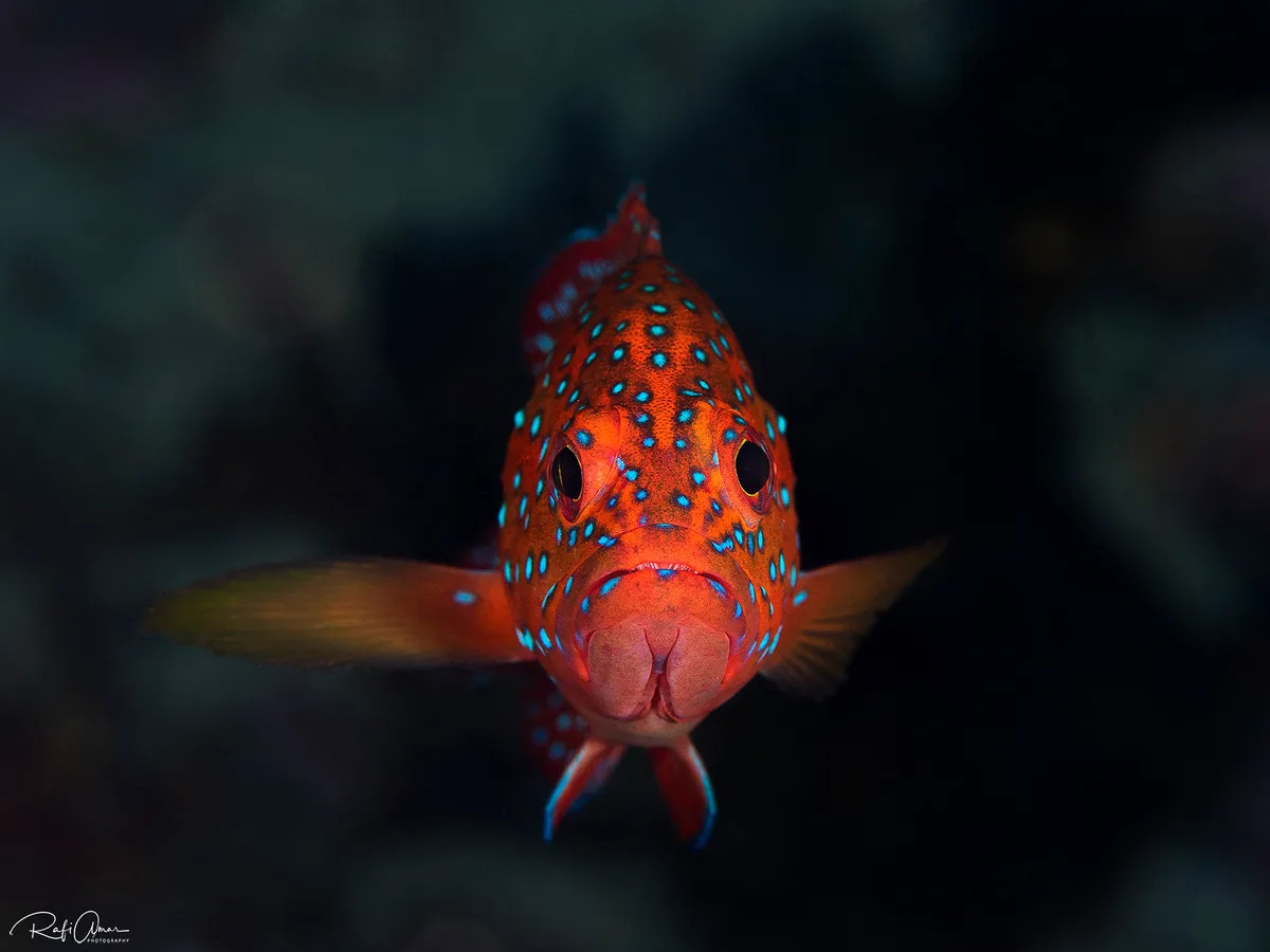Coral Grouper - Cephalopholis miniata