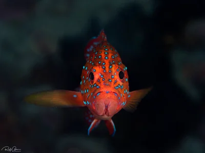 Coral Grouper - Cephalopholis miniata