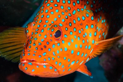 Coral Grouper, portrait - Cephalopholis miniata