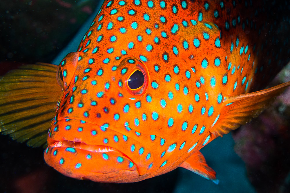 Coral Grouper, portrait - Cephalopholis miniata