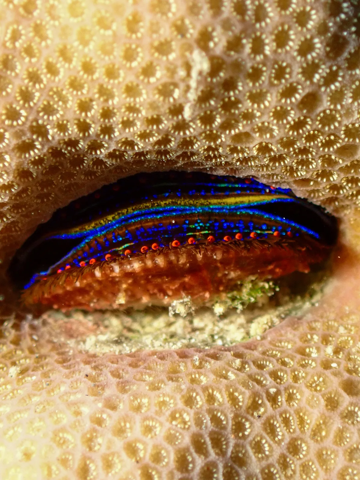 Coral Scallop