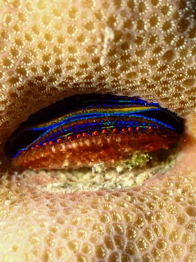 Coral Scallop