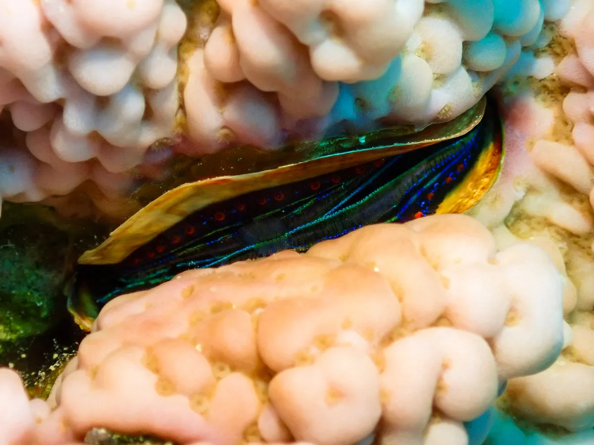 Coral Scallop