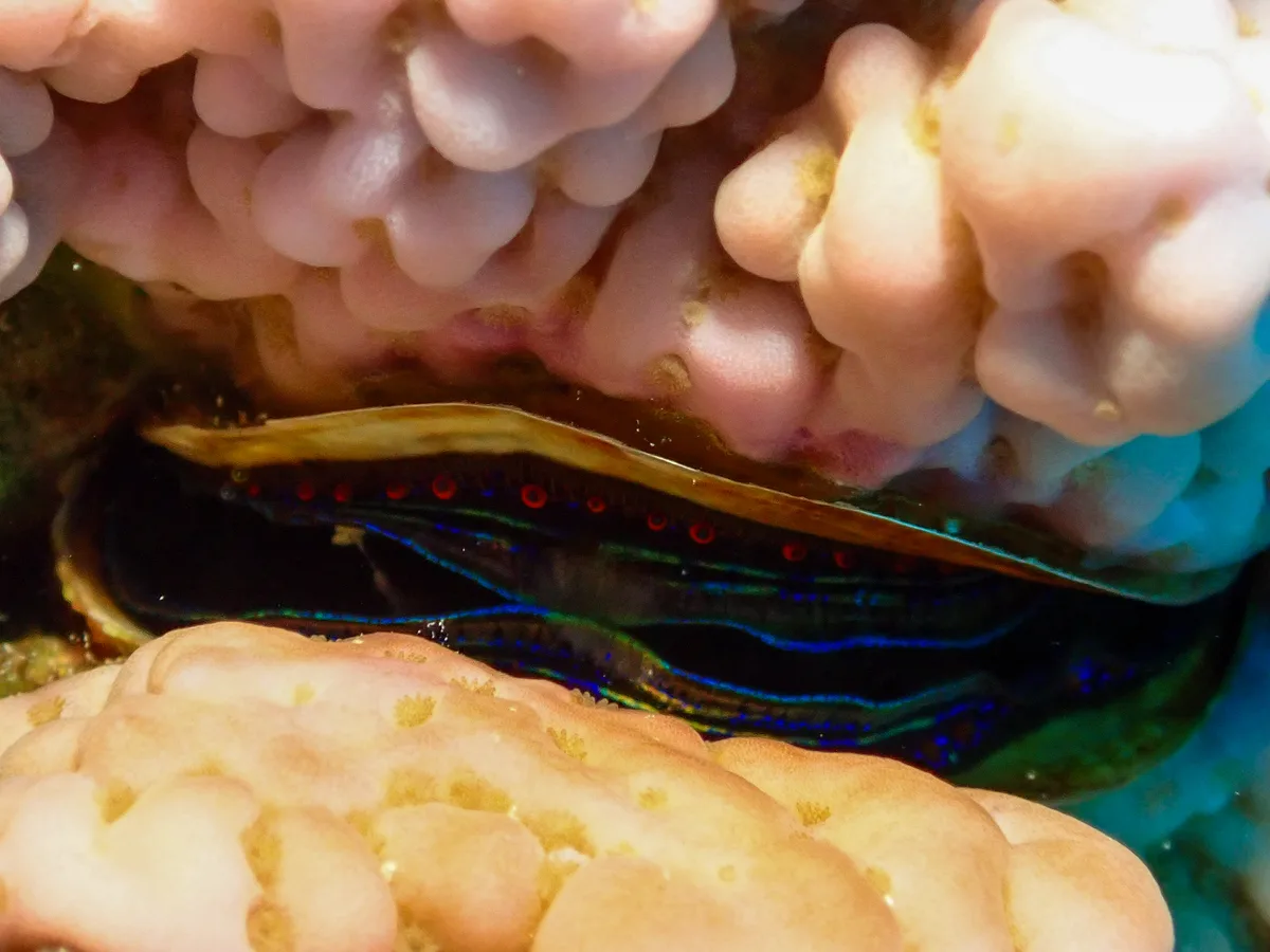 Coral Scallop