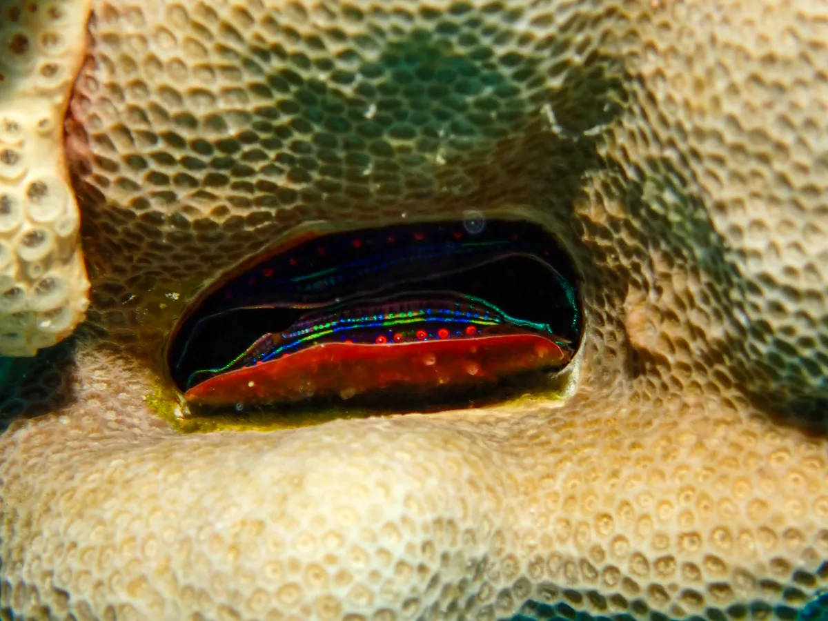 Coral Scallop