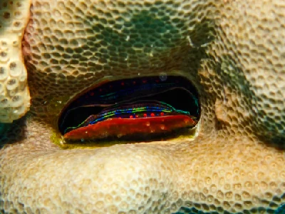 Coral Scallop