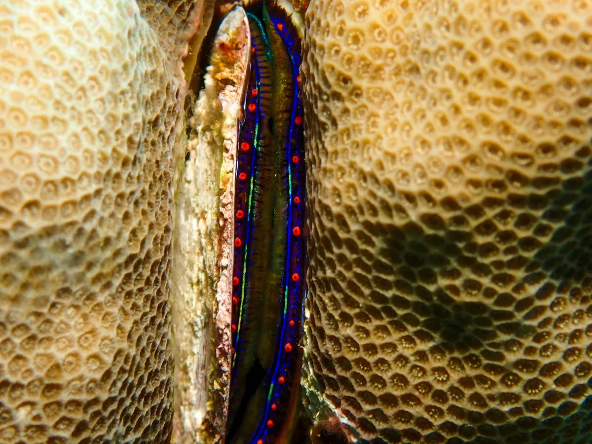 Coral Scallop