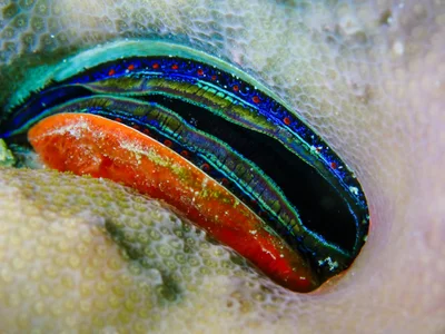 Coral Scallop