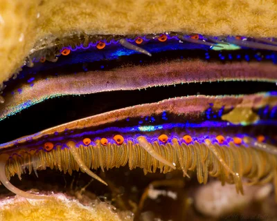 Iridescent Scallop (Pedum spondyloideum)