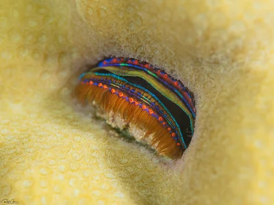 Iridescent Scallop - Pedum spondyloideum
