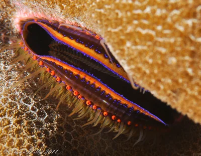 Pedum spondyloideum, Coral scallop