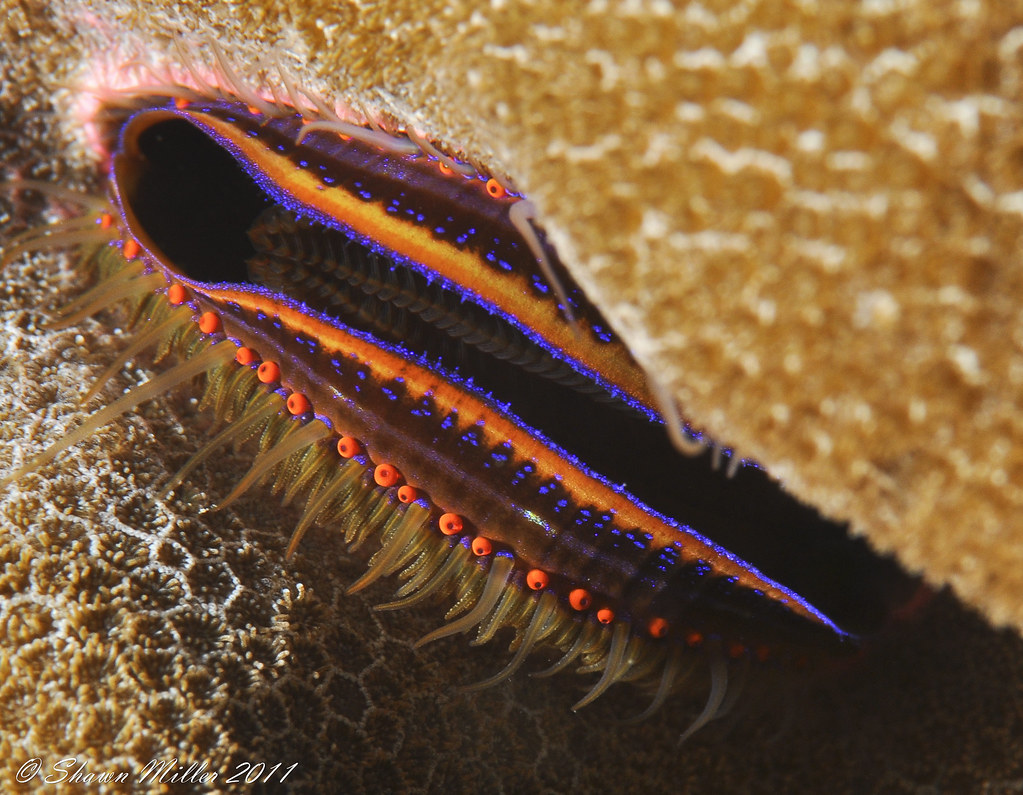 Pedum spondyloideum, Coral scallop