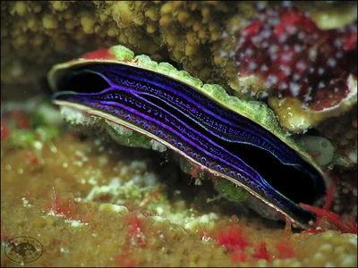 Iridescent Scallop (Pedum spondyloideum)