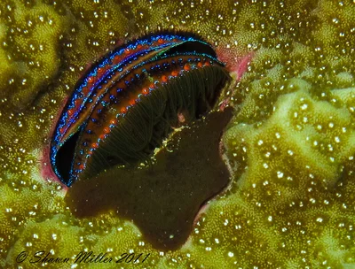 Pedum spondyloideum, Coral scallop