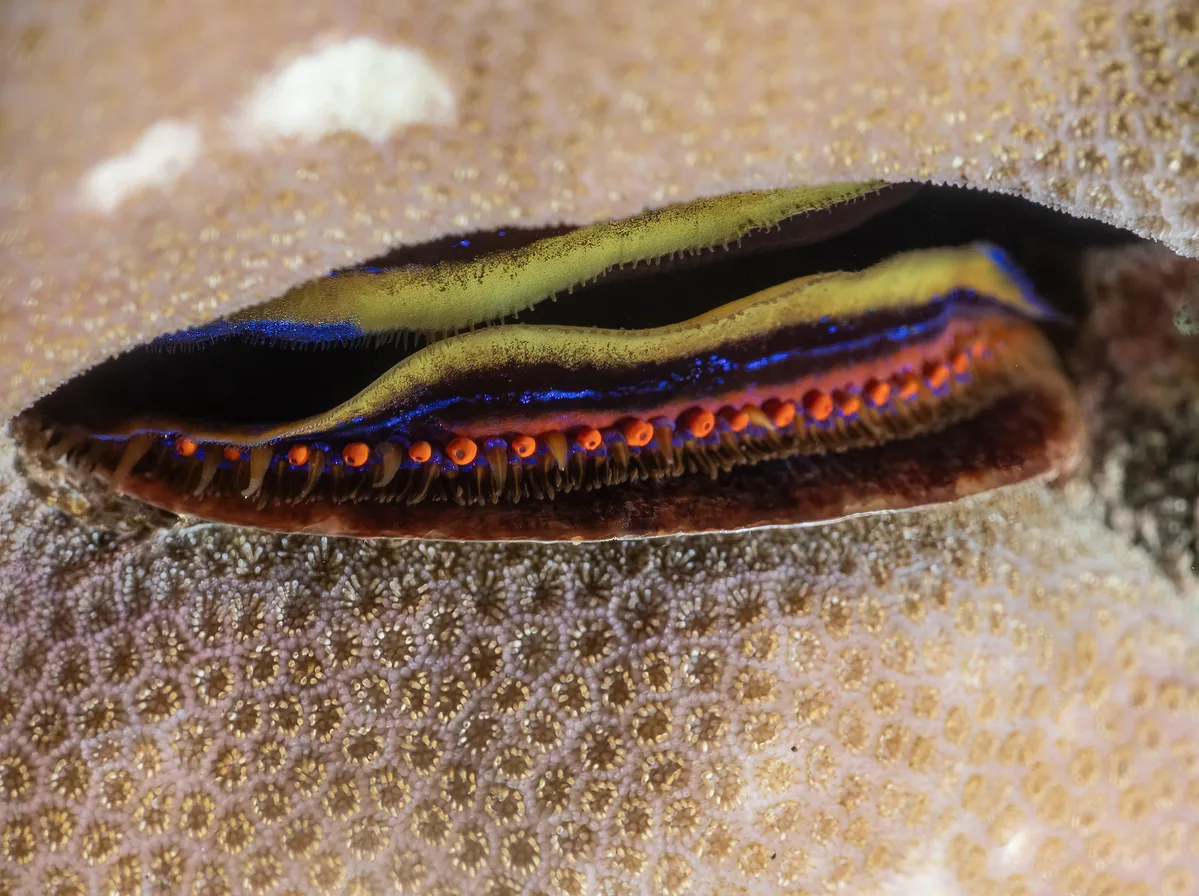 Pedum spondyloideum