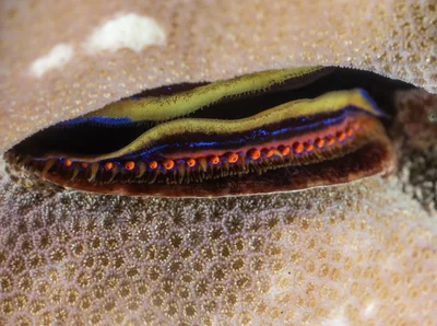 Pedum spondyloideum