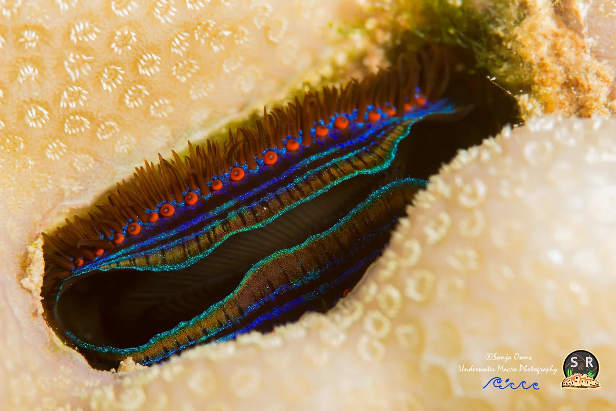 IRIDISCENT SCALLOP