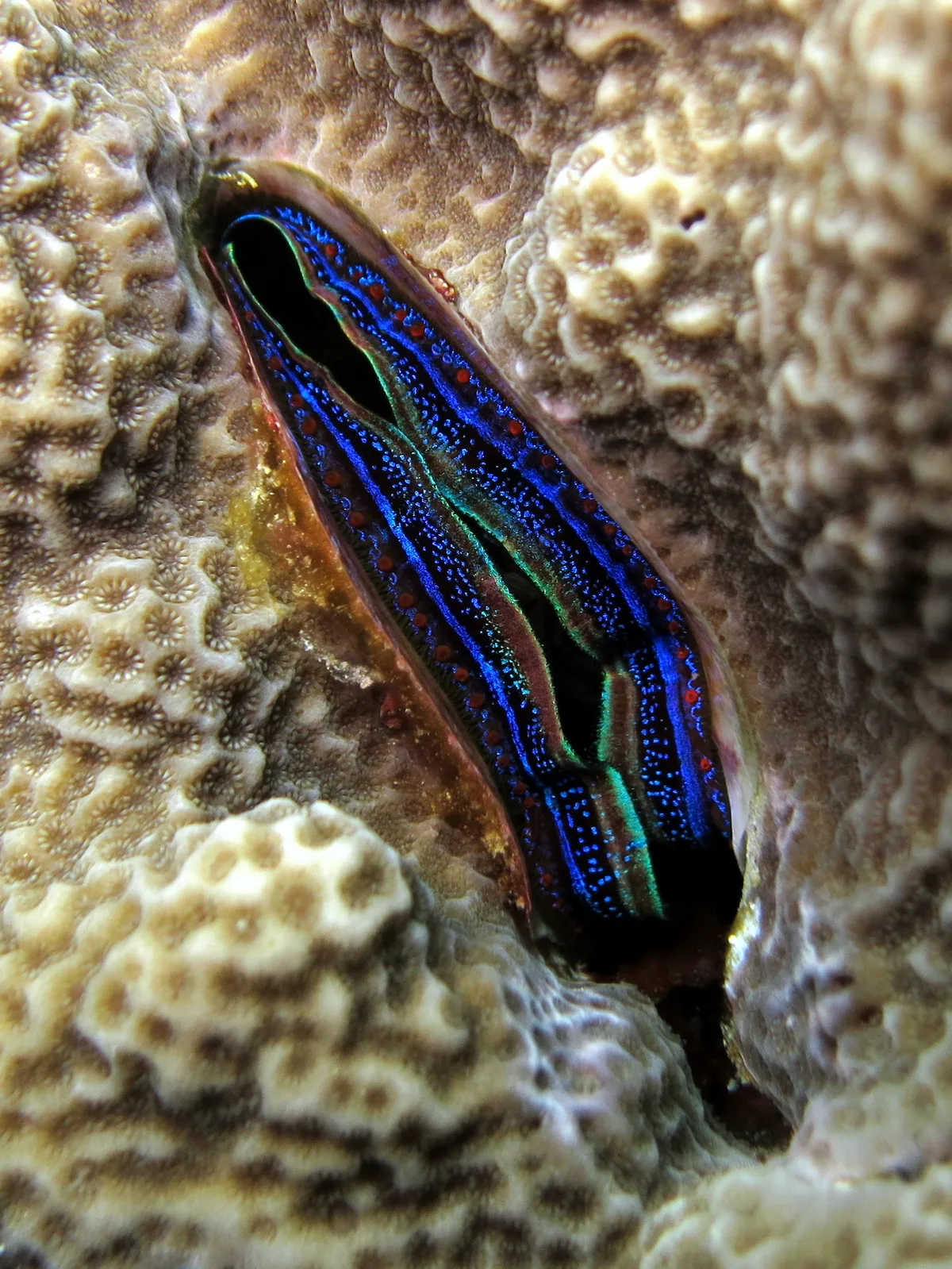 Iridescent scallop (Pedum spondyloideum)