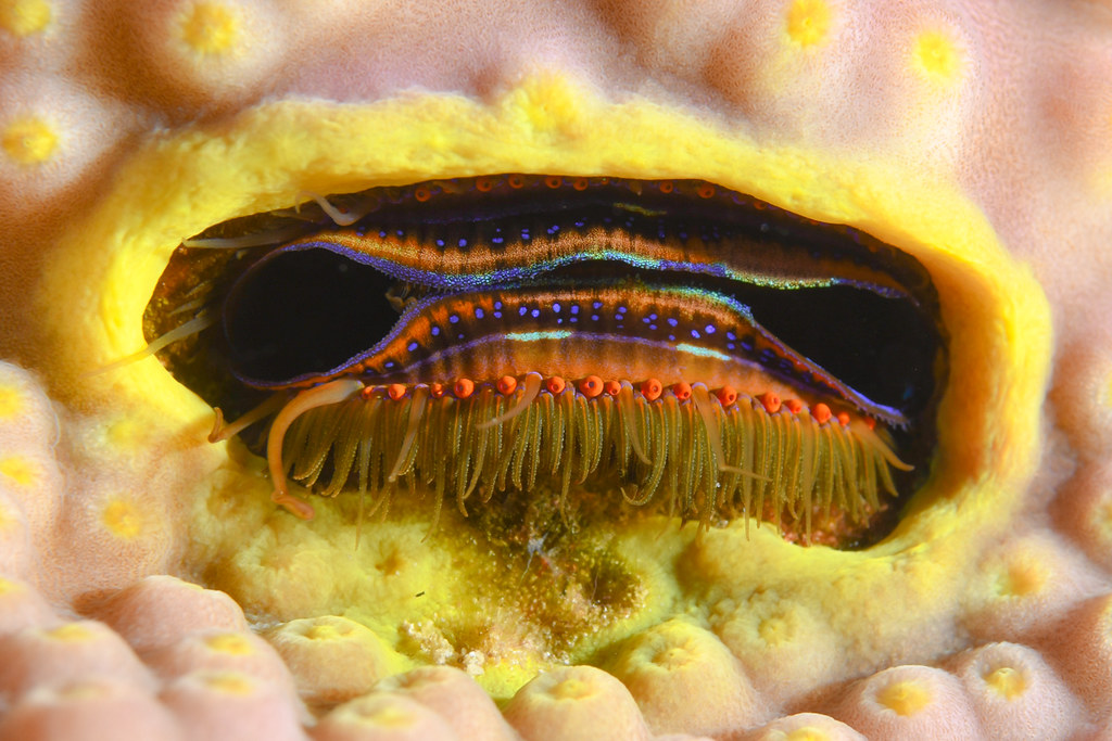 The beautiful coral scallop