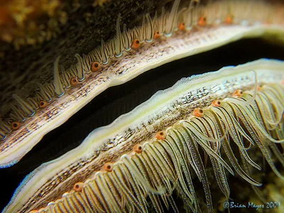 Coral Scallop (Pedum spondyloideum)