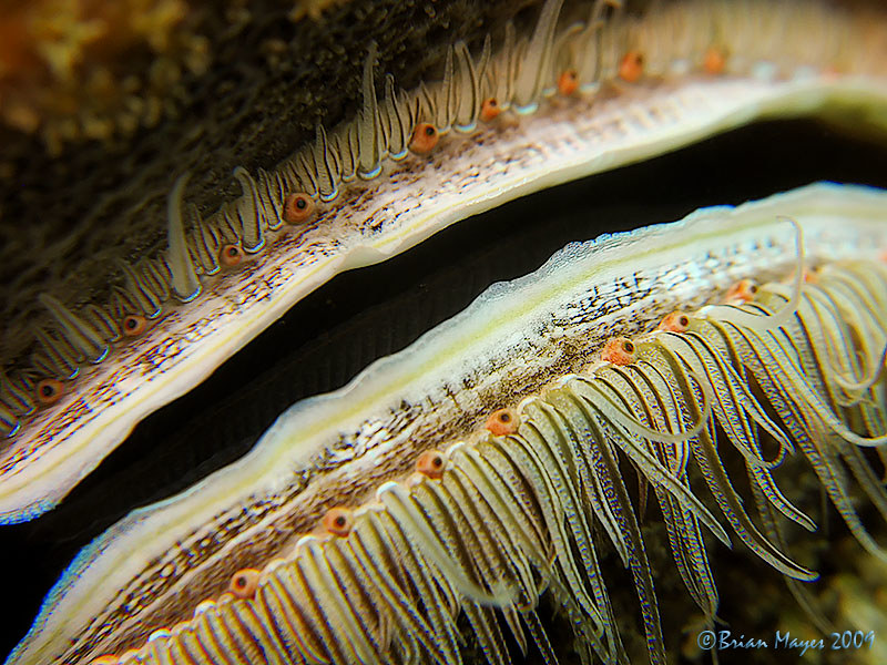 Coral Scallop (Pedum spondyloideum)