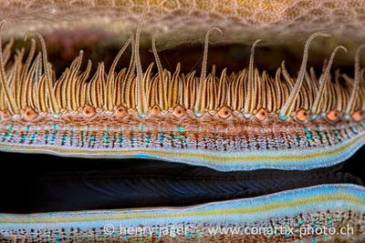 Reef Art - Iridescent Scallop