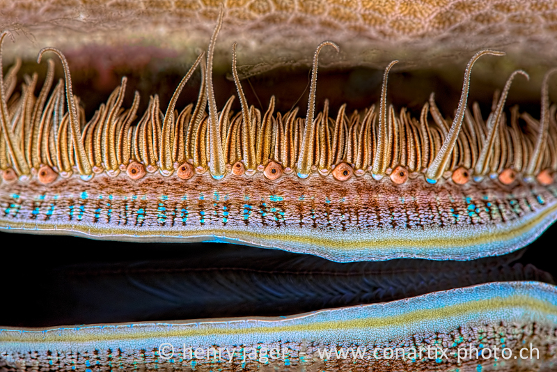Reef Art - Iridescent Scallop