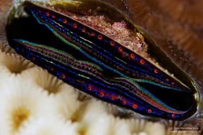Intense colours