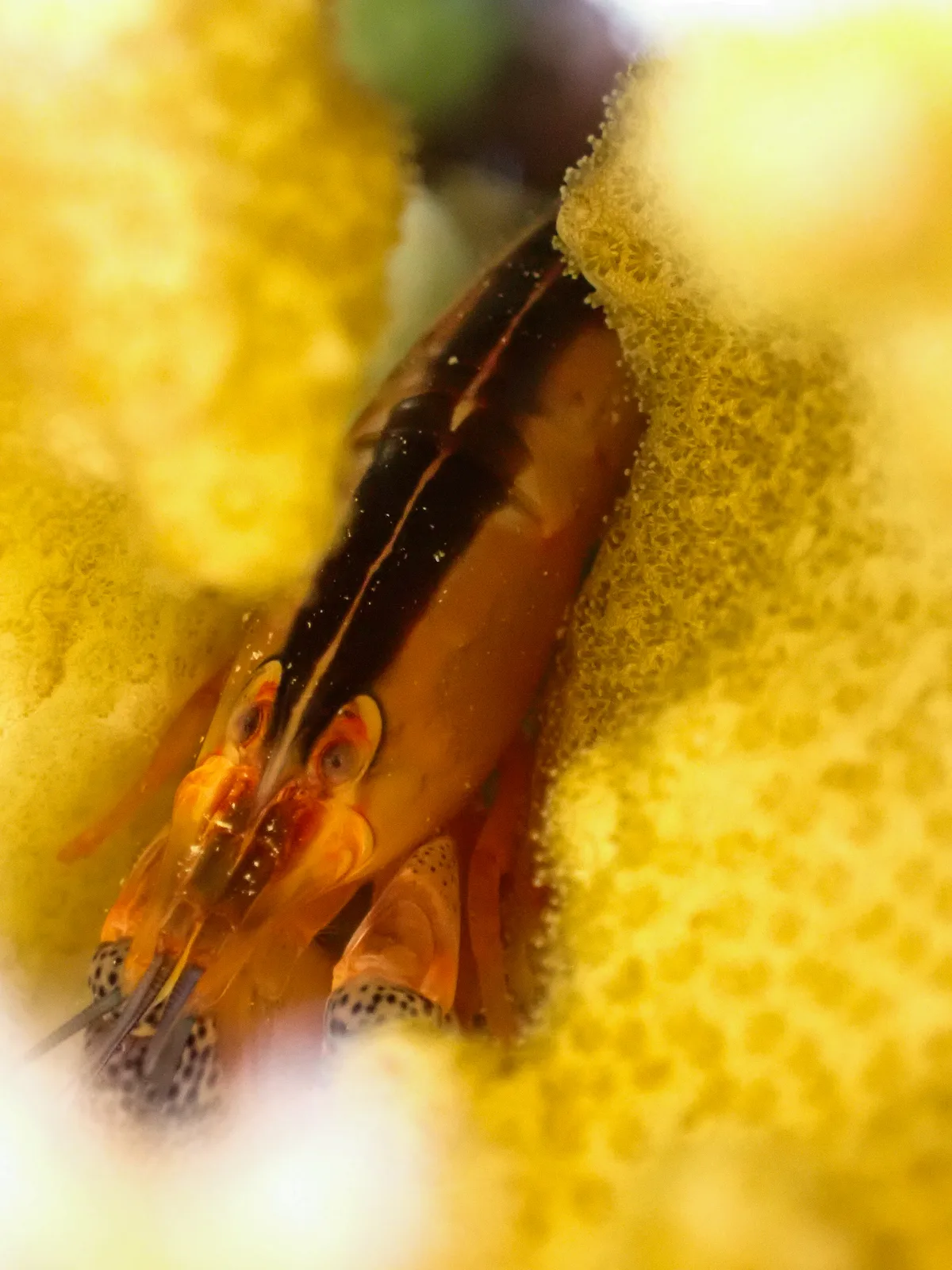 Coral Snapping Shrimp
