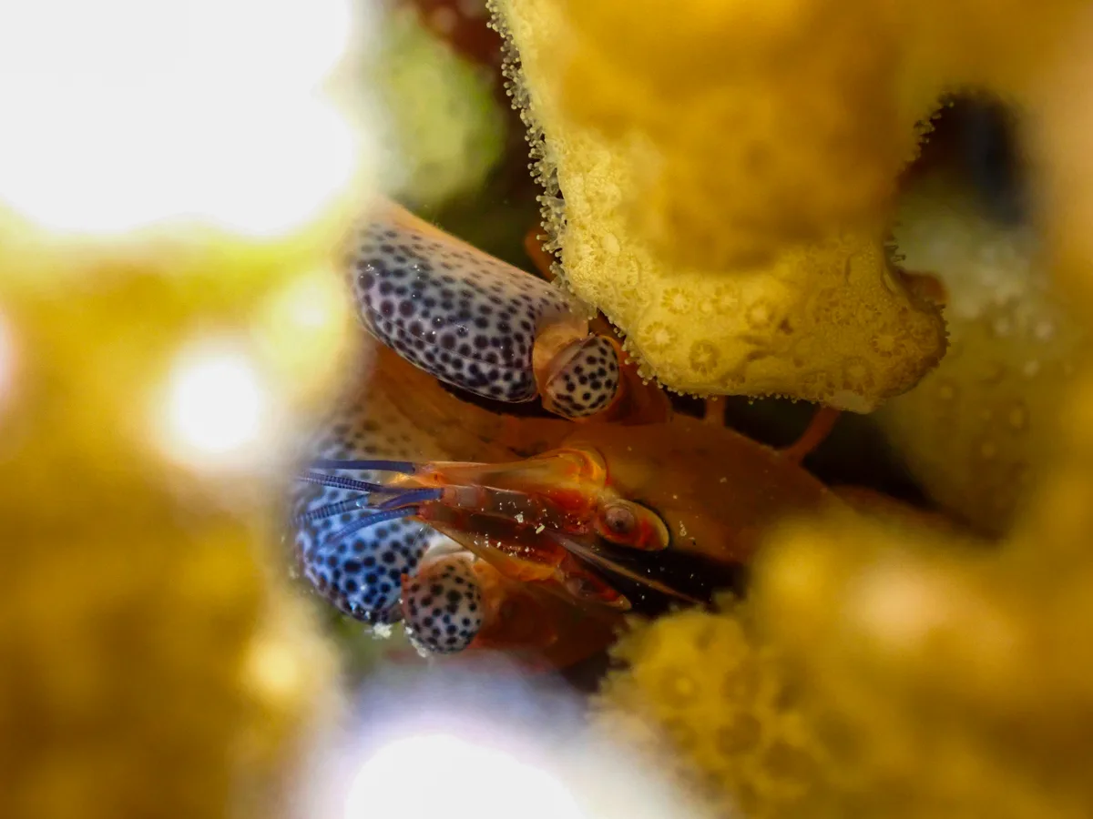 Coral Snapping Shrimp