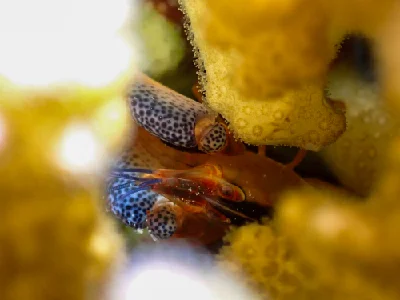 Coral Snapping Shrimp
