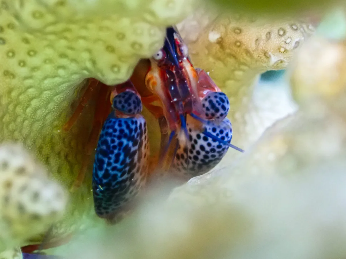 Coral Snapping Shrimp