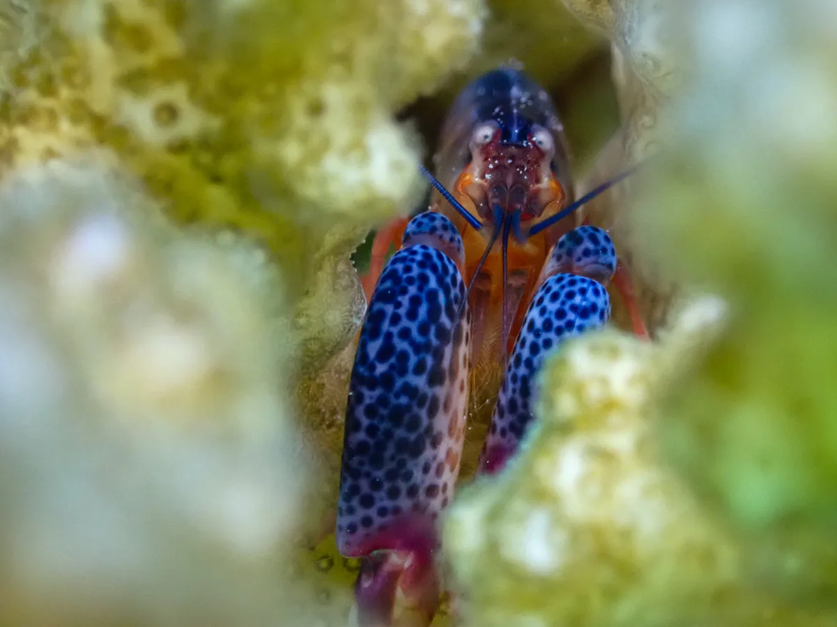 Coral Snapping Shrimp
