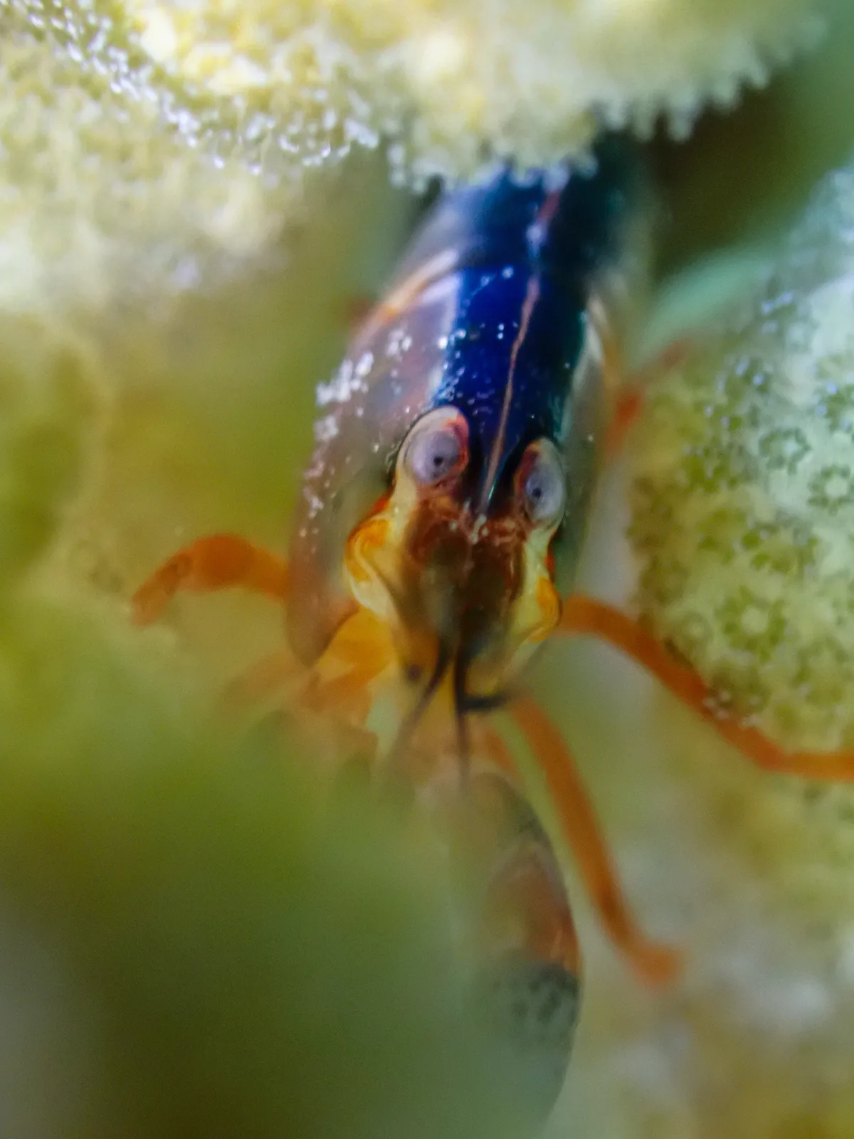 Coral Snapping Shrimp